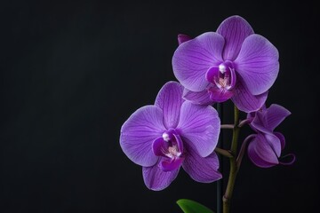 Blooming Mini Orchid in Vibrant Violet Color: Macro Shot of Phalaenopsis Blossom Bud, Isolated