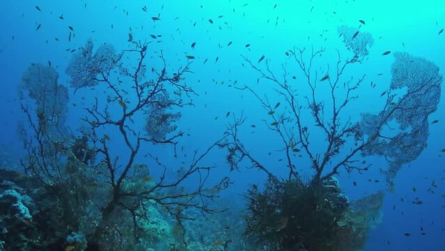A blue ocean with a lot of fish and seaweed. The fish are scattered throughout the water and the seaweed is growing on the rocks. Part of Underwater World Red Sea series.