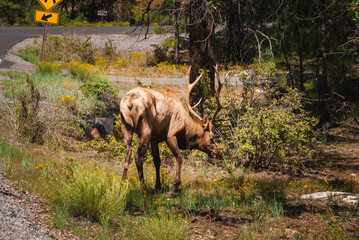 Large elk with impressive antlers grazing by road in natural forest setting. Brown coat, lush...