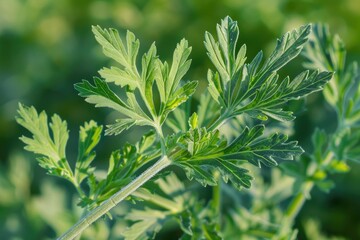 Artemisia Vulgaris Closeup Macro - Herbal Medicine Concept of Mugwort Plant Leaf and Blossom