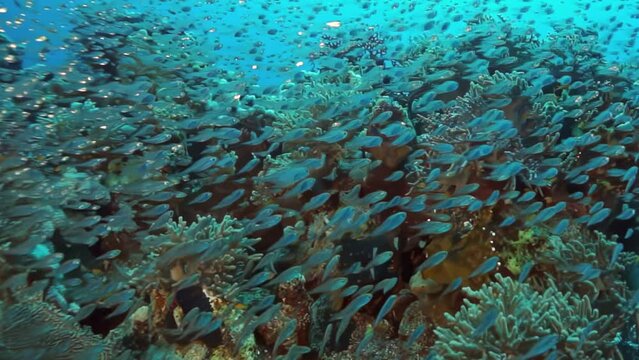 A school of fish swimming in the ocean. The fish are mostly blue and silver. The water is clear and blue. Part of Underwater World of Red Sea series.