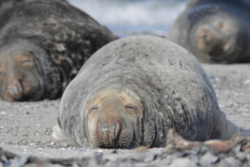 Big Seal on an Island in the North Sea