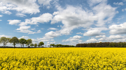 Obraz premium Rapsfeldidylle