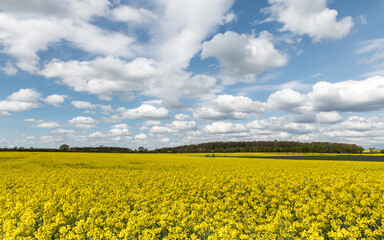 Obraz premium Rapsfeldidylle