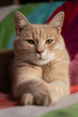 Biscuit cat on the couch