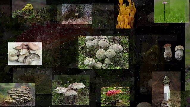 Stream of mushroom photos, moving and disappearing into the lost in seamless loop, 4K resolution