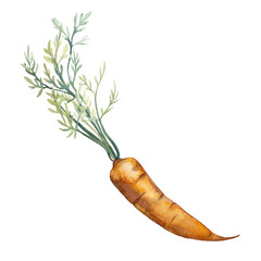 Carrot with leaves watercolor hand drawn illustration isolated on white background. 