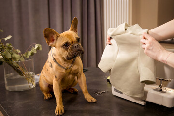 A female French Bulldog in leopard's spots sits on the table and looks at her new light hoodie. A...