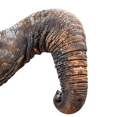 Elephant isolated on black background. The elephant is facing left.