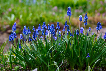 Muscari flowers, Muscari armeniacum, Grape Hyacinths spring flowers blooming in spring garden