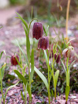 Russian hazel grouse ( lat. Friitillaria ruthenica ) is a perennial herbaceous plant, a species of the genus Fritillaria of the Liliaceae family