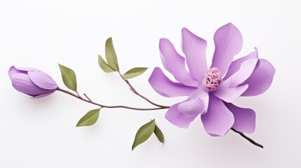 purple magnolia flower on white background, 3 d model