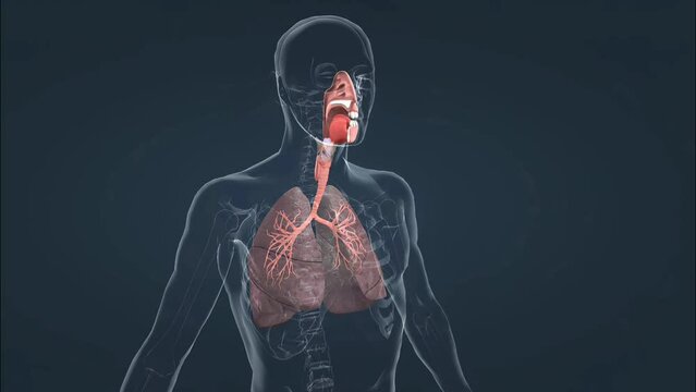 Effect of smoking on lungs