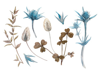 Blue and beige floral watercolor set. Eryngium, eucalyptus branch, clover leaves and lagurus