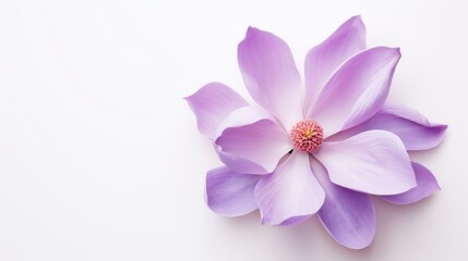 purple magnolia flower on white background, 
The flower on the right