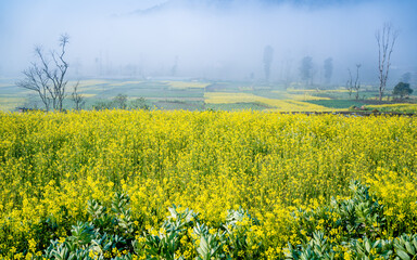 blossomed mustard farmland in Nepal.