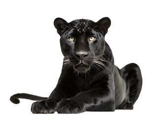 Fototapeta premium Schwarzer Jaguar isoliert auf weißen Hintergrund, Freisteller 