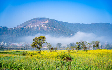 blossomed mustard farmland in Nepal.