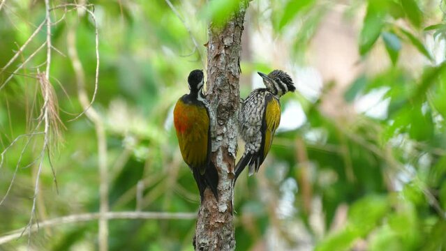 Common Flameback Woodpecker bird watching in the forest and sounds in nature.