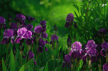 Violet spring flowers on a green blurred background