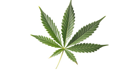 Cannabis leaf cut out on white background , png transparent