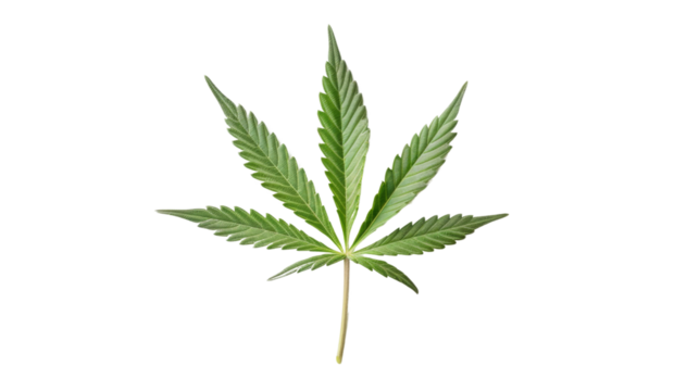  Cannabis leaf cut out on white background , png transparent