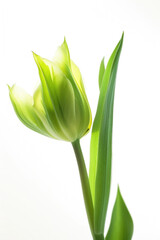 A green tulip against white