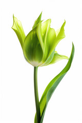 A green tulip against white