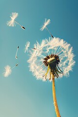 Dandelion with flying seeds, against a blue sky background