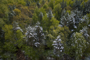 Snowfall in the forest in spring in May