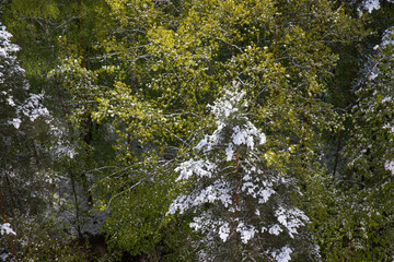 Snowfall in the forest in spring in May