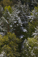 Obraz premium Snowfall in the forest in spring in May