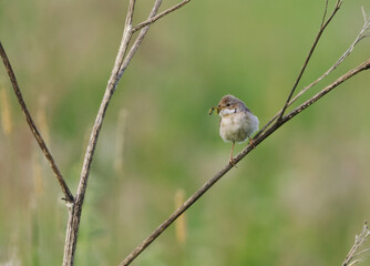 Common whitethroat or greater whitethroat (Curruca communis) perched with a caterpillar in it's beak in summer.	
