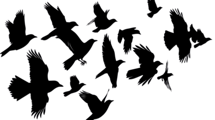 Set of black birds silhouette, black silhouette flock of birds backlit Isolate on white background PNG file, transparent