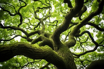 Fototapeta premium Upward view of a large tree with a dense canopy and twisted branches against the sky