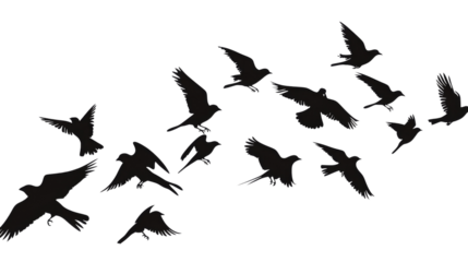 Set of black birds silhouette, black silhouette flock of birds backlit Isolate on white background PNG file, transparent