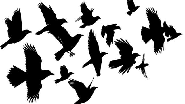 Set of black birds silhouette, black silhouette flock of birds backlit Isolate on white background PNG file, transparent