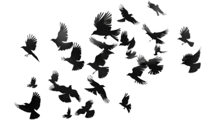 Set of black birds silhouette, black silhouette flock of birds backlit Isolate on white background PNG file, transparent