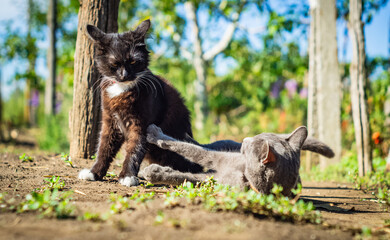 Two cats, black and gray, play in the garden