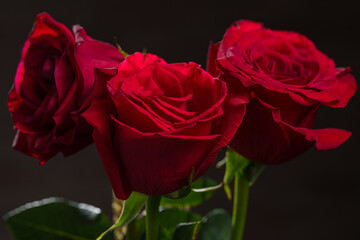 Detail of red roses on a dark background