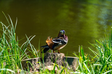 colorfull mallard duck on a sunny day in a pond in berlin germany