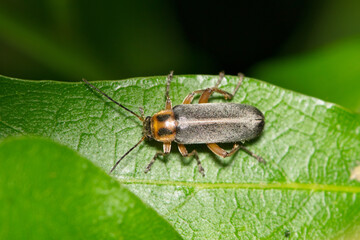 False darkling beetle (Osphya varians) on leaf night nature Springtime pest control.