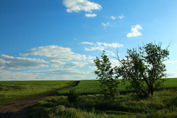 A grassy field with trees