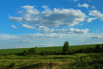 Obraz premium A grassy field with trees and blue sky