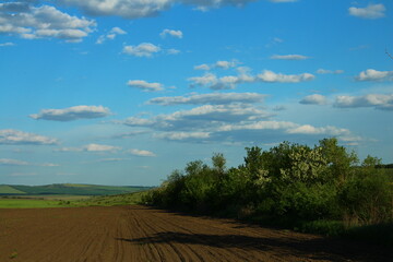 A dirt road with trees on the side