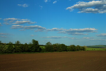 Fototapeta premium A dirt road with trees and blue sky