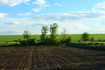 Obraz premium A field with trees and grass