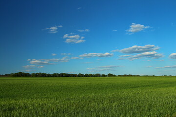 Obraz premium A field of grass