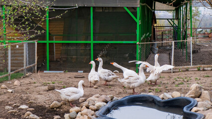 White geese on the farm