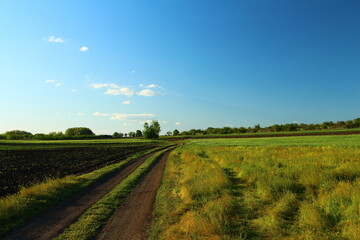 Fototapeta premium A dirt road through a field